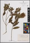 Foto von Salix dasyclados Wimm. x Salix purpurea L.